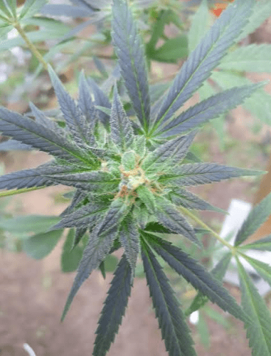 Houserchopfreezebagseed101719