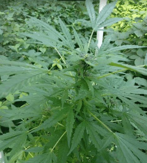 Houserdanksidefusionxhyper91718