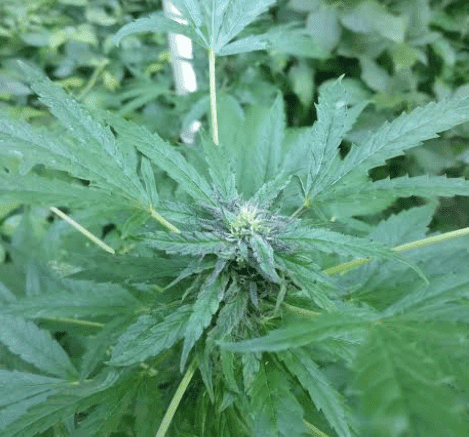Houserdanksidefusionxhyperglue291718