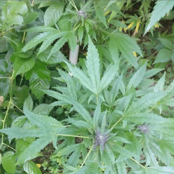 Houserdanksidefusionxhyperglue91718