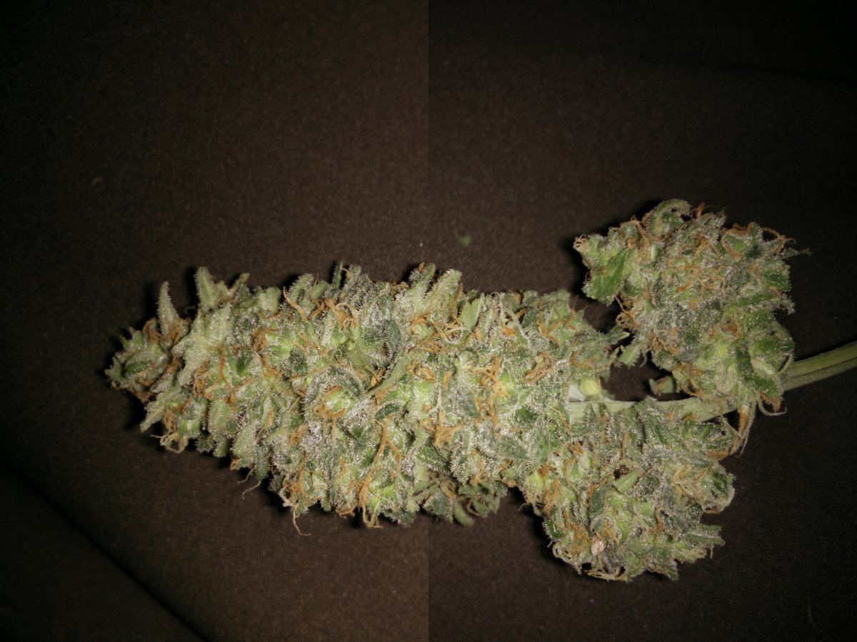Houserdeathstar66days