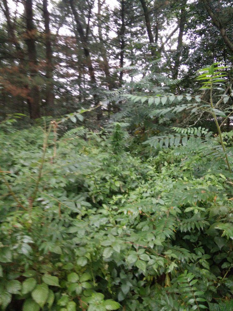 Houserfruitpunchvolunteer9717
