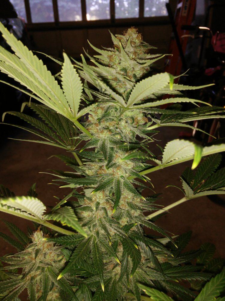 Houserfruitpunchxcadxc996417