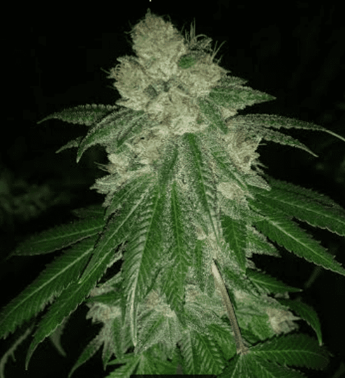 HouserGG47919week6