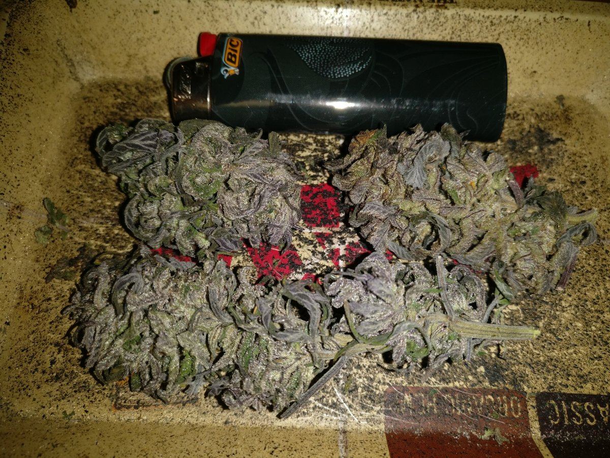 Housergg4xhypercherrypie41719