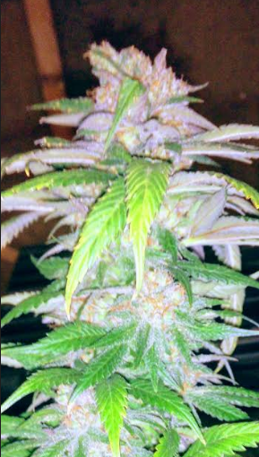 Houserghosttrainhaze251919