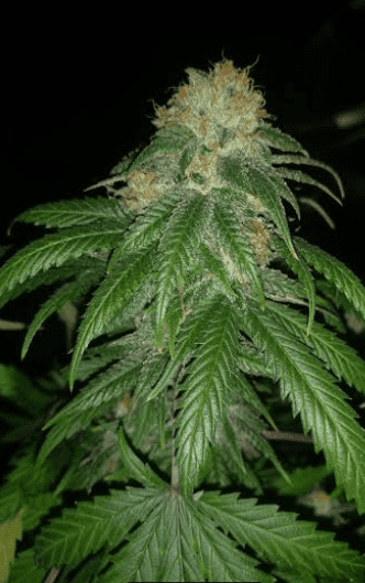 HouserGhostTrainHazexQuerklexC997919week6