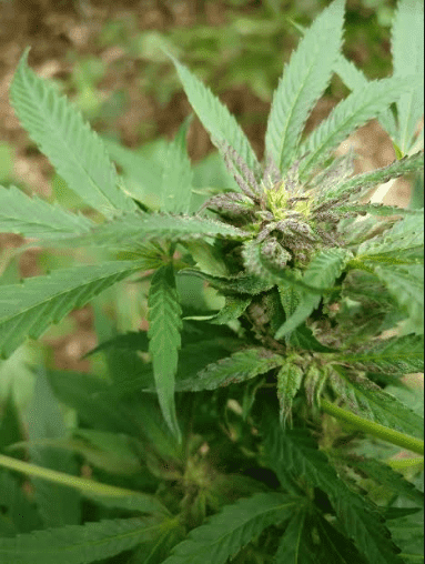 Housergrapealienhaze283018