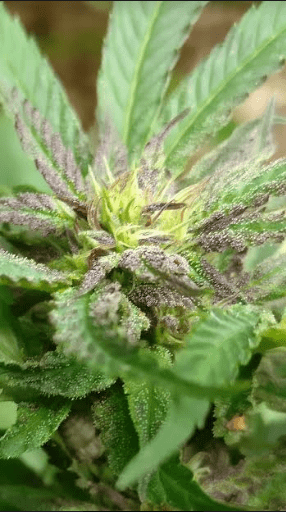 Housergrapealienhaze83018