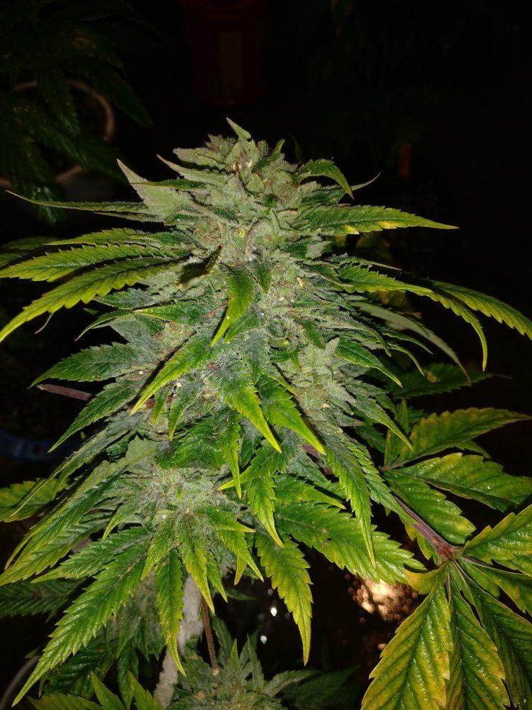 Housergrapealienhazexhyperglue3918