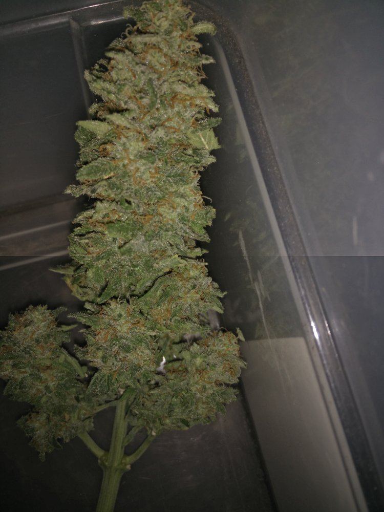 Housergrizzpurplekush