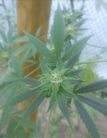 Housergthpheno2101019