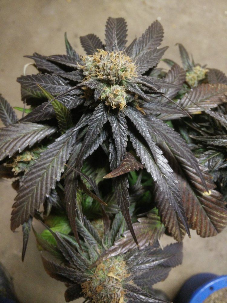 Housergthxqxc9911518