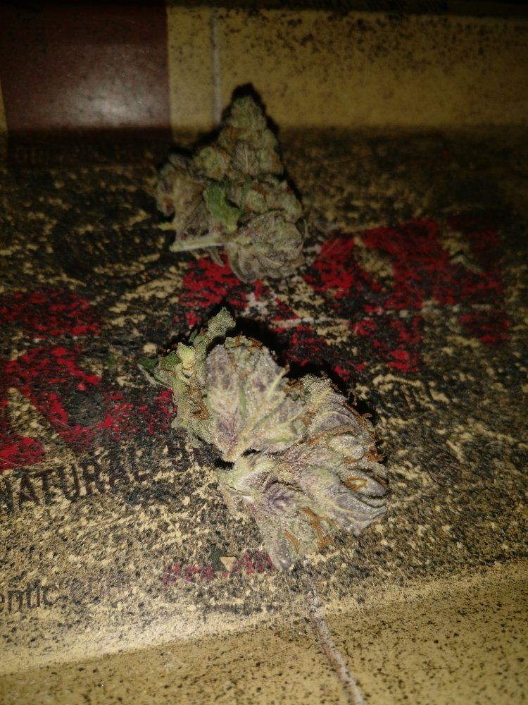 Housergthxqxc9911718