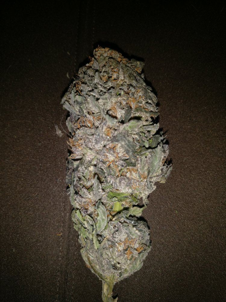 HouserGTHxQxC9912018