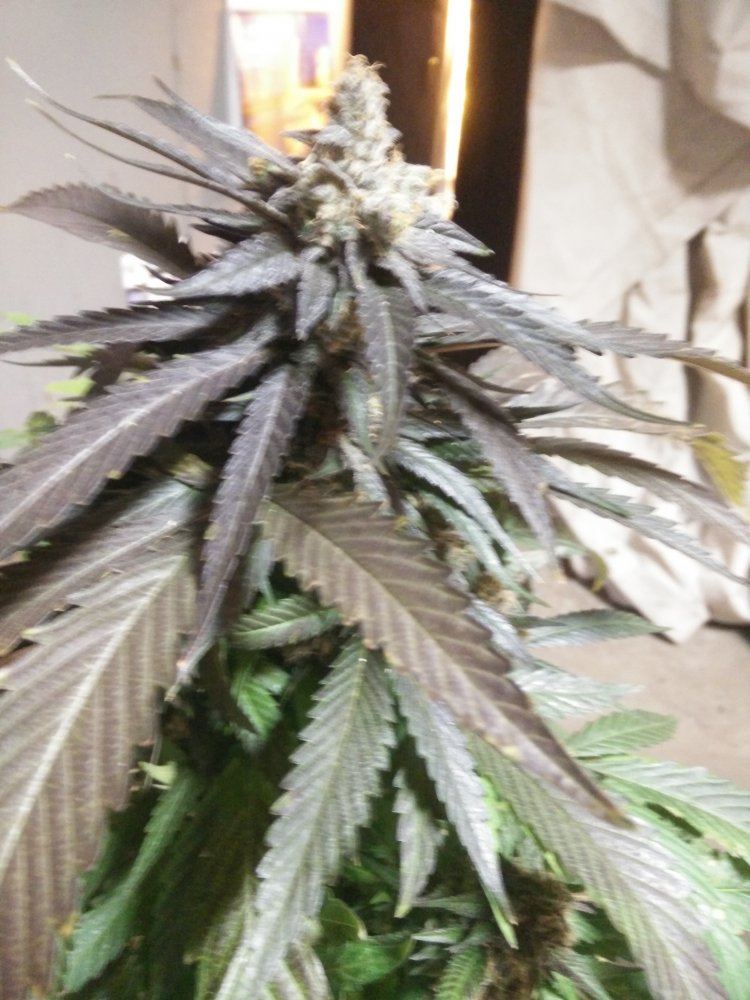 Housergthxxqxc99111417
