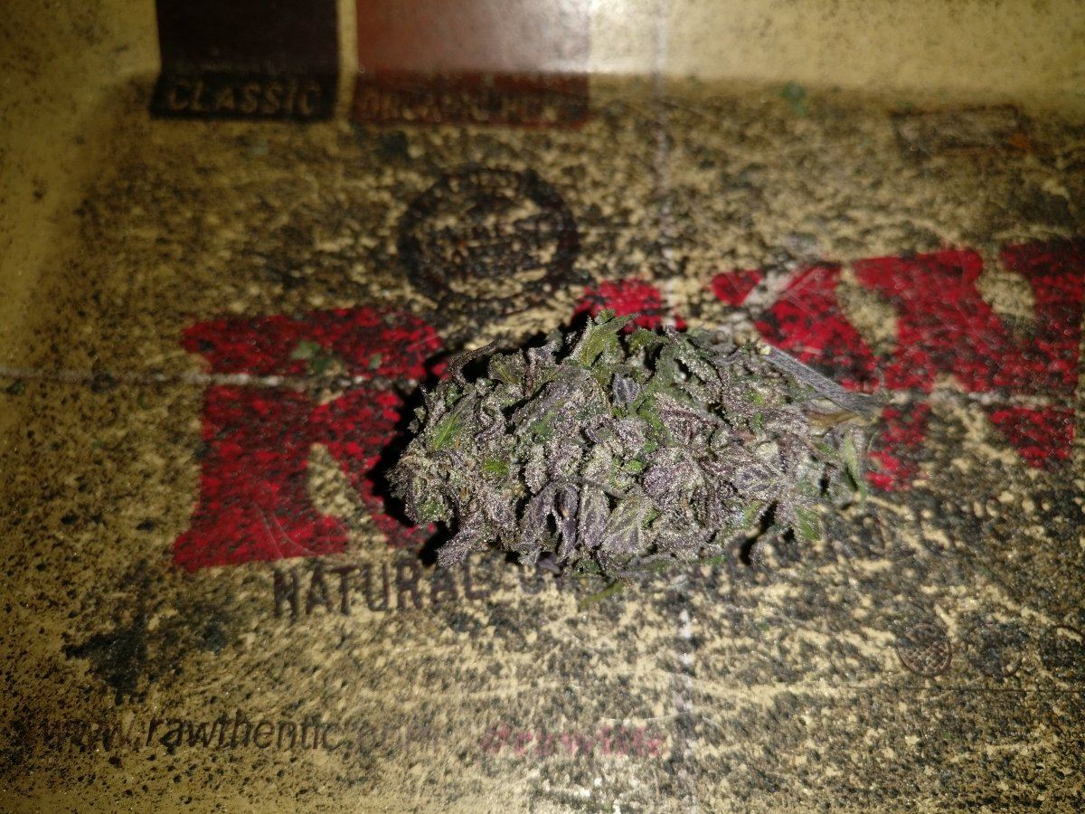 Houserhypergorillagg4xhypercherrypie4919