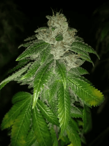 HouserHyperMagicBullet7919week6