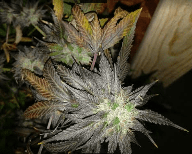 Houserhypermagoo102719