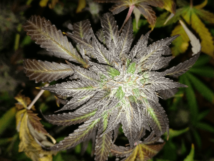 Houserhypermagoo2102719