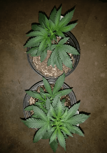 Housermandarincookies83119