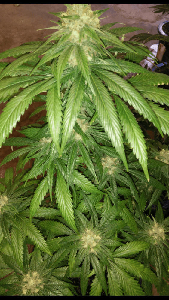 Houserpre98bubba72517