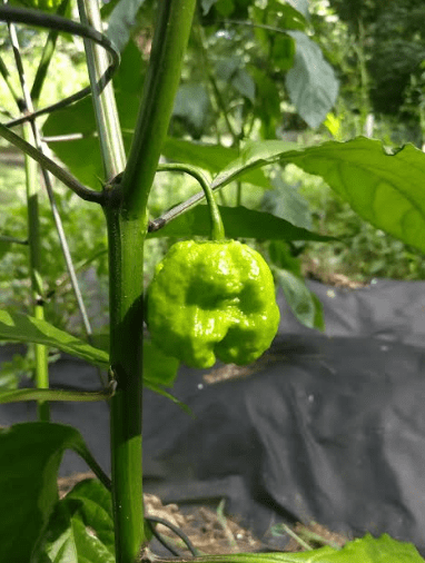 Houserreapers81419