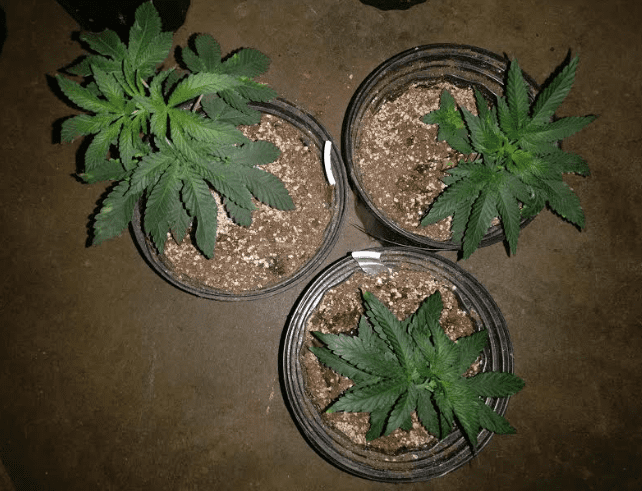 Housertropicalcerealmilk83119