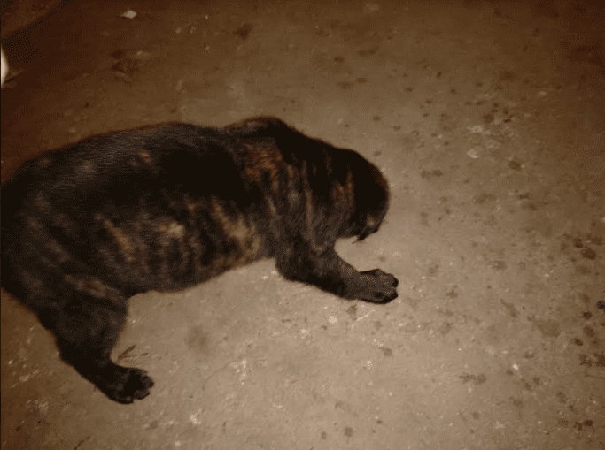 Houserwilma13lbsat7weeks92019