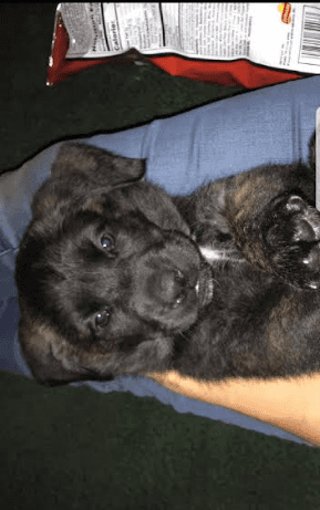 HouserWilmasaved13lbs92019