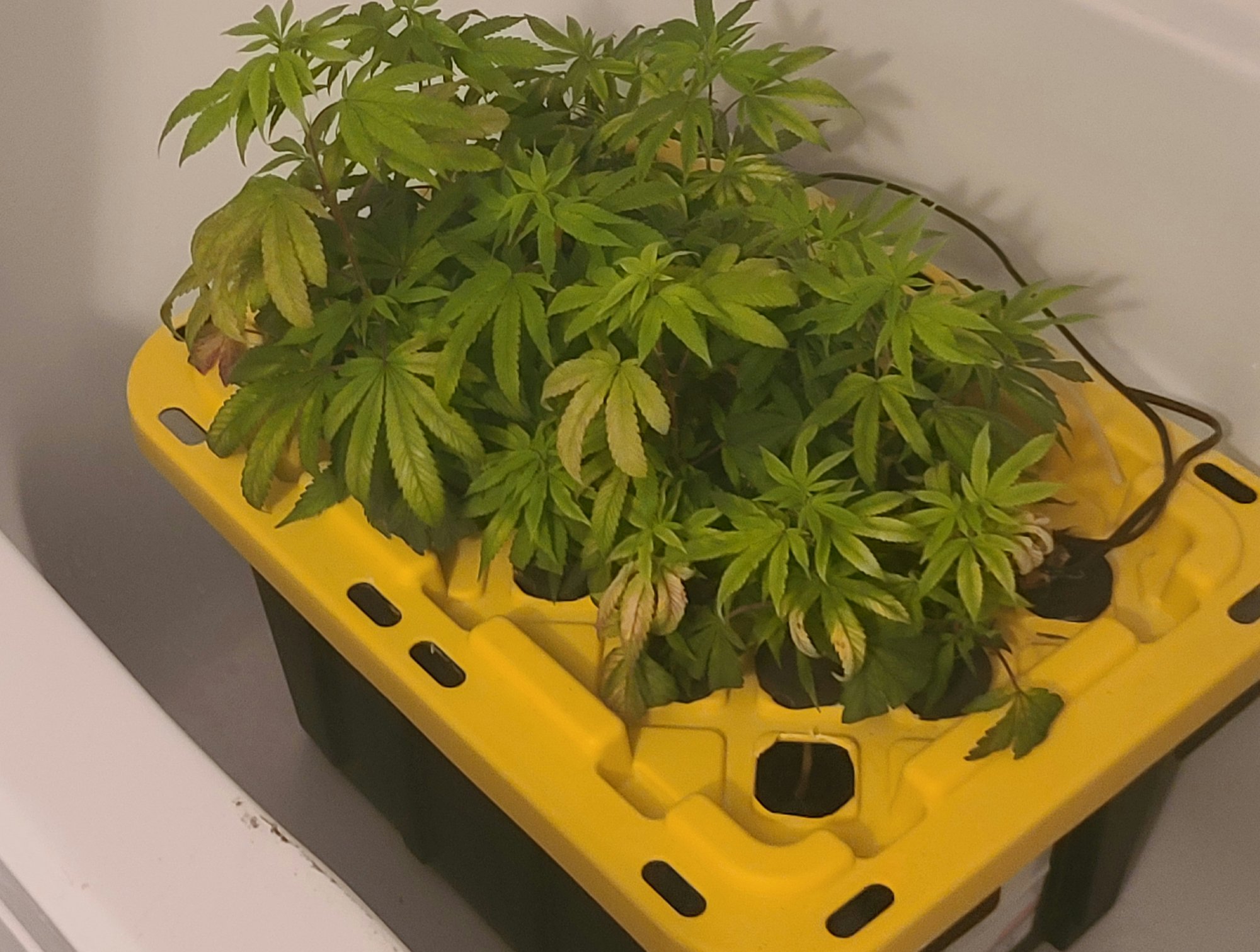 How and why to properly neglect clones 2