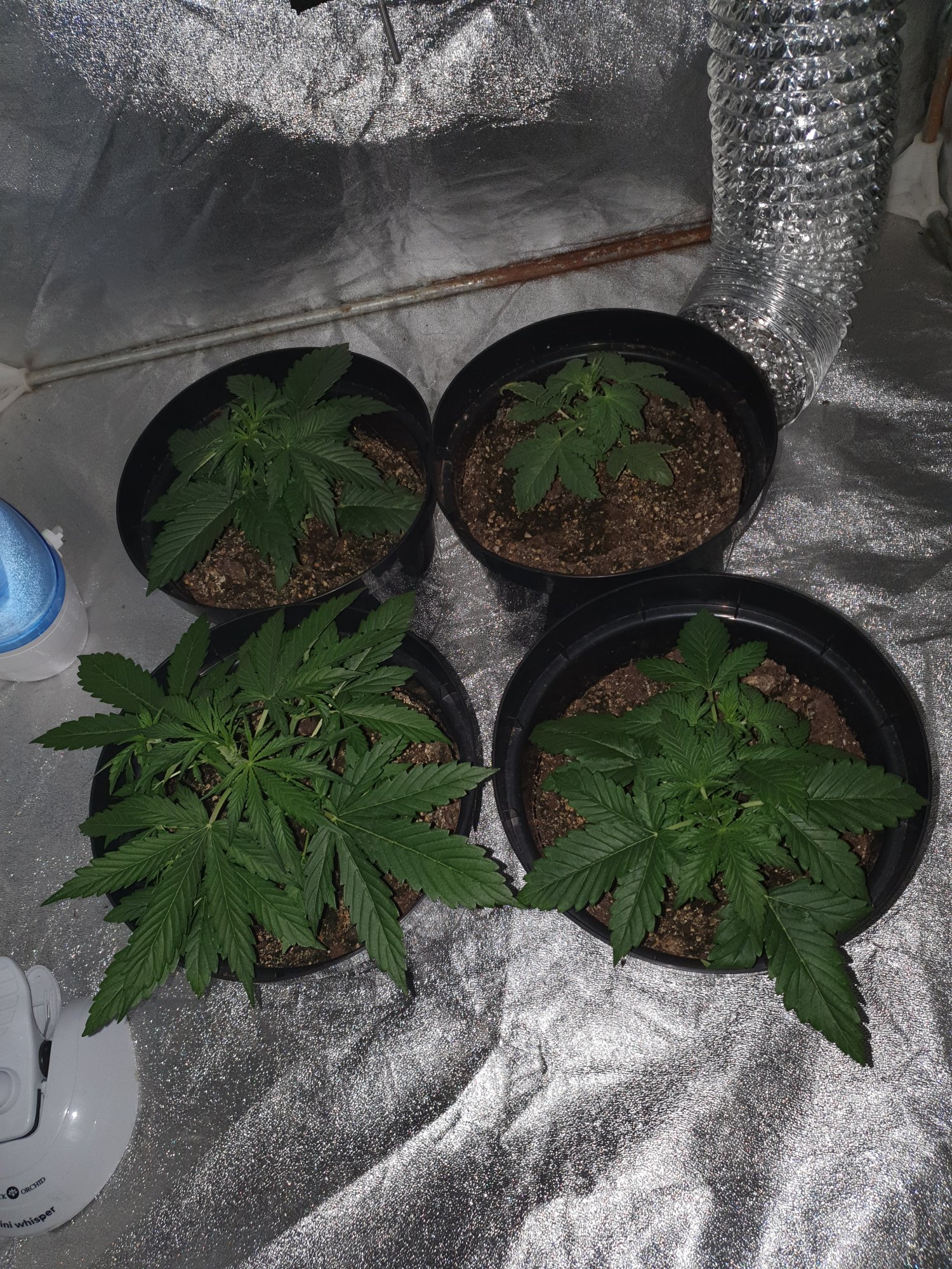 How are my 2 week old autoflowers doing