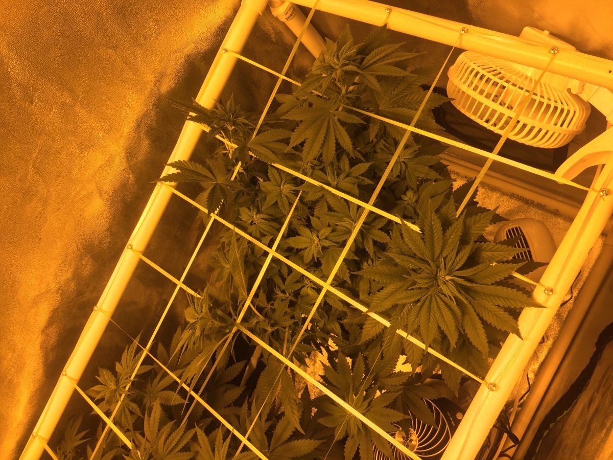 How are my blue dreams looking any tips 2