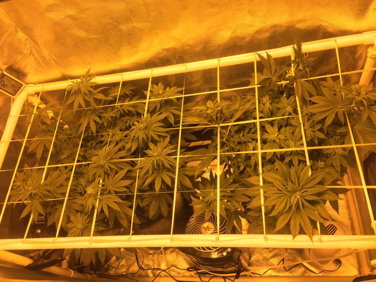 How are my blue dreams looking any tips