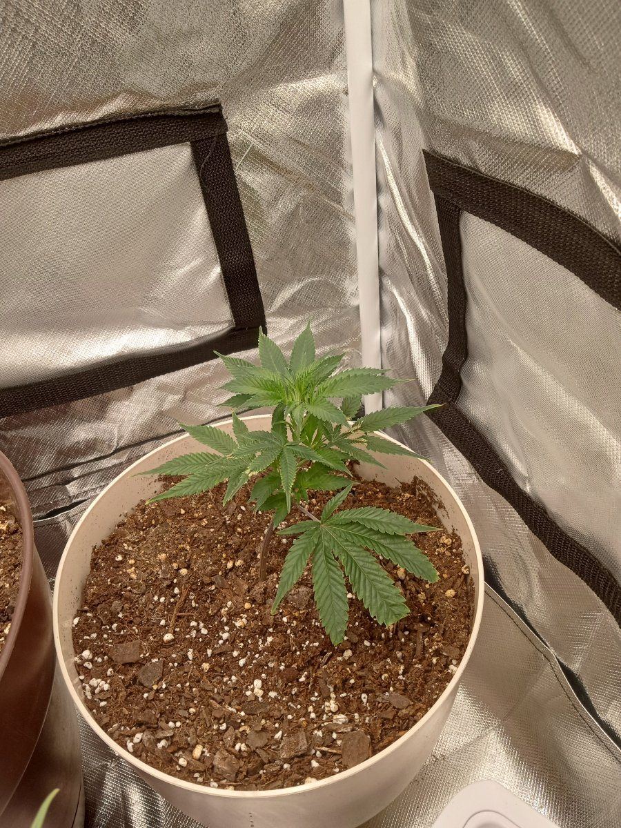 How are my clones looking 2