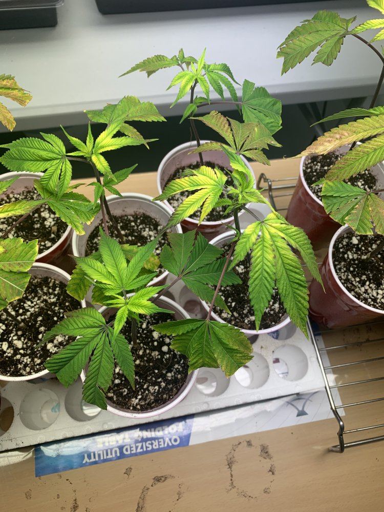 How are my clones looking 3