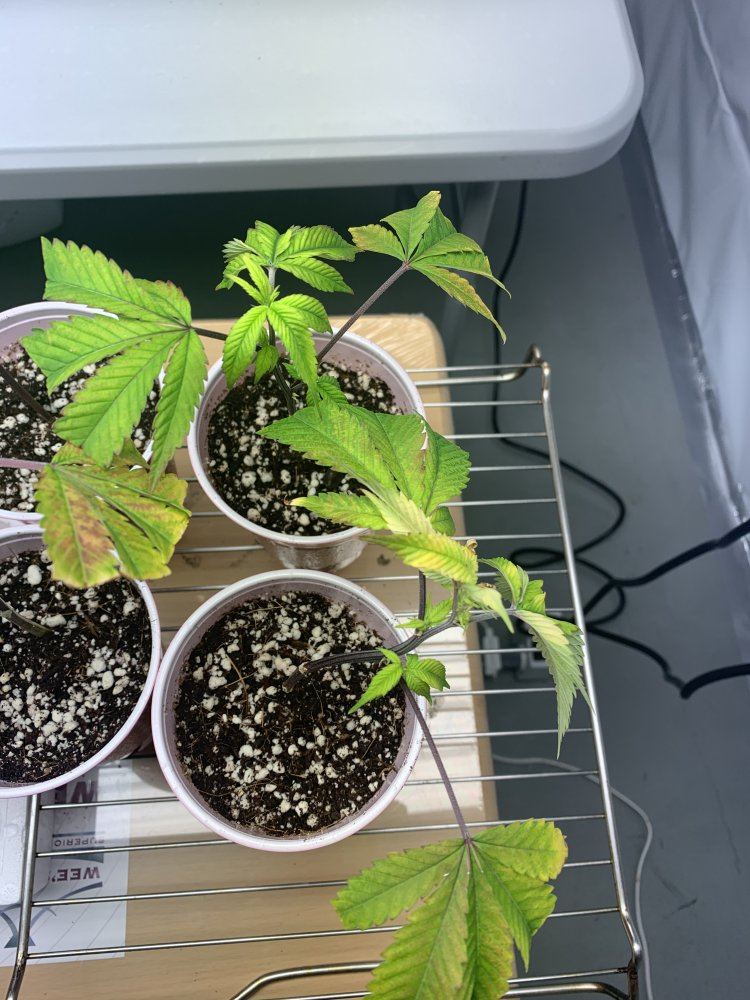 How are my clones looking 4