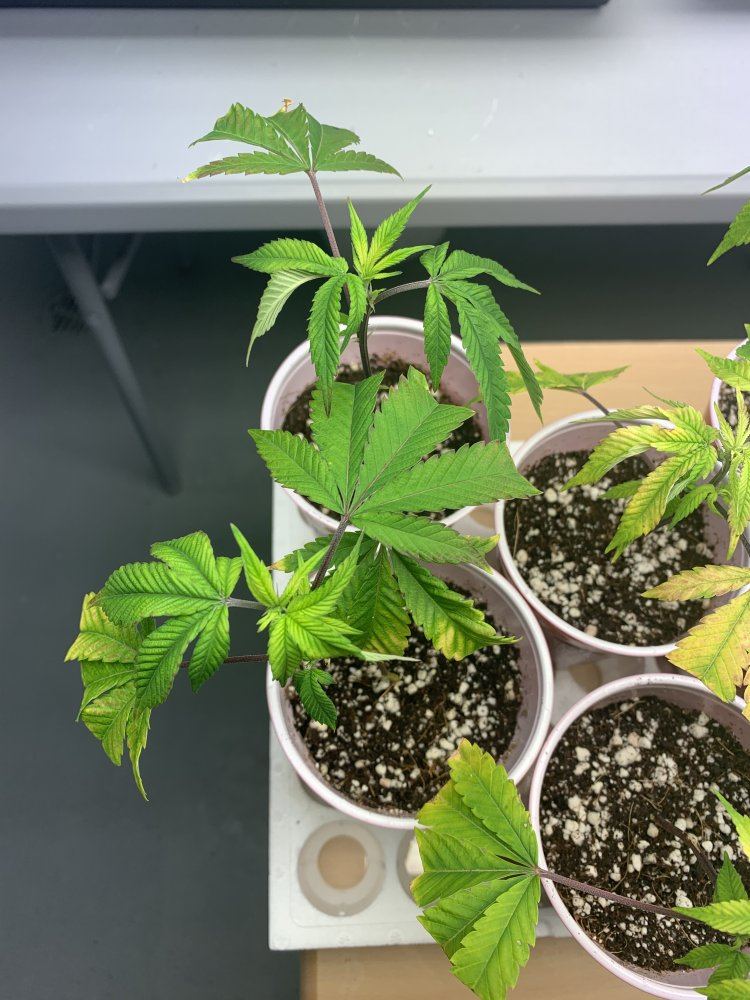 How are my clones looking