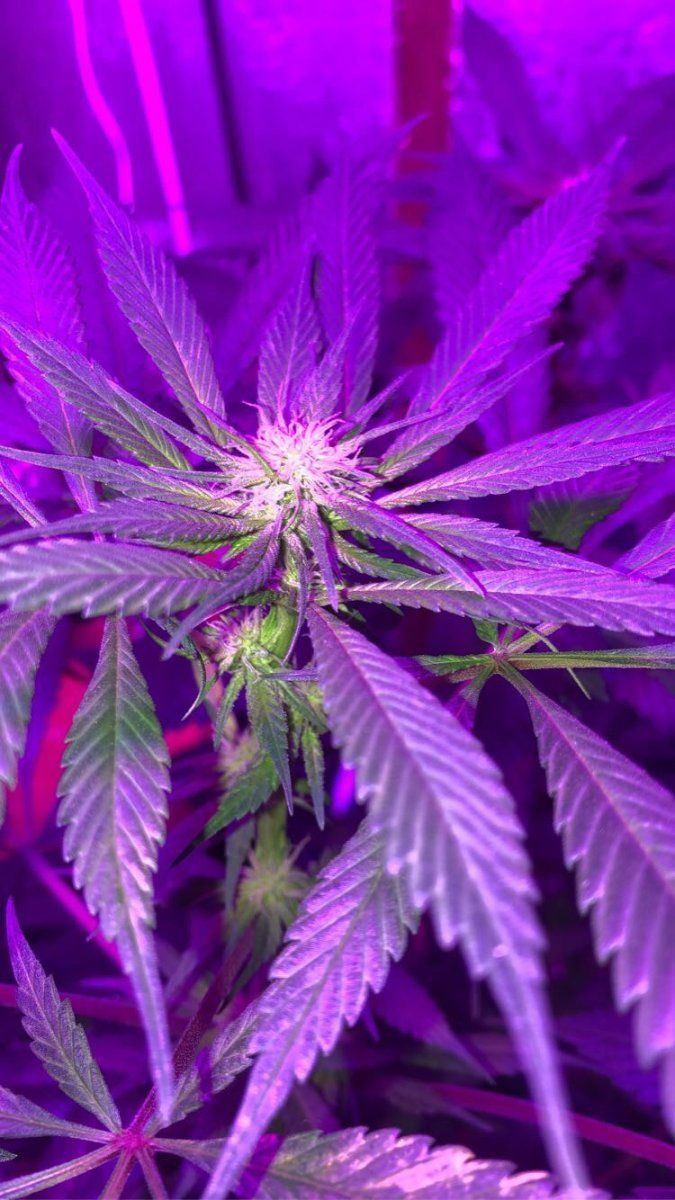 How are my ladies doing entering week 4 flower 4
