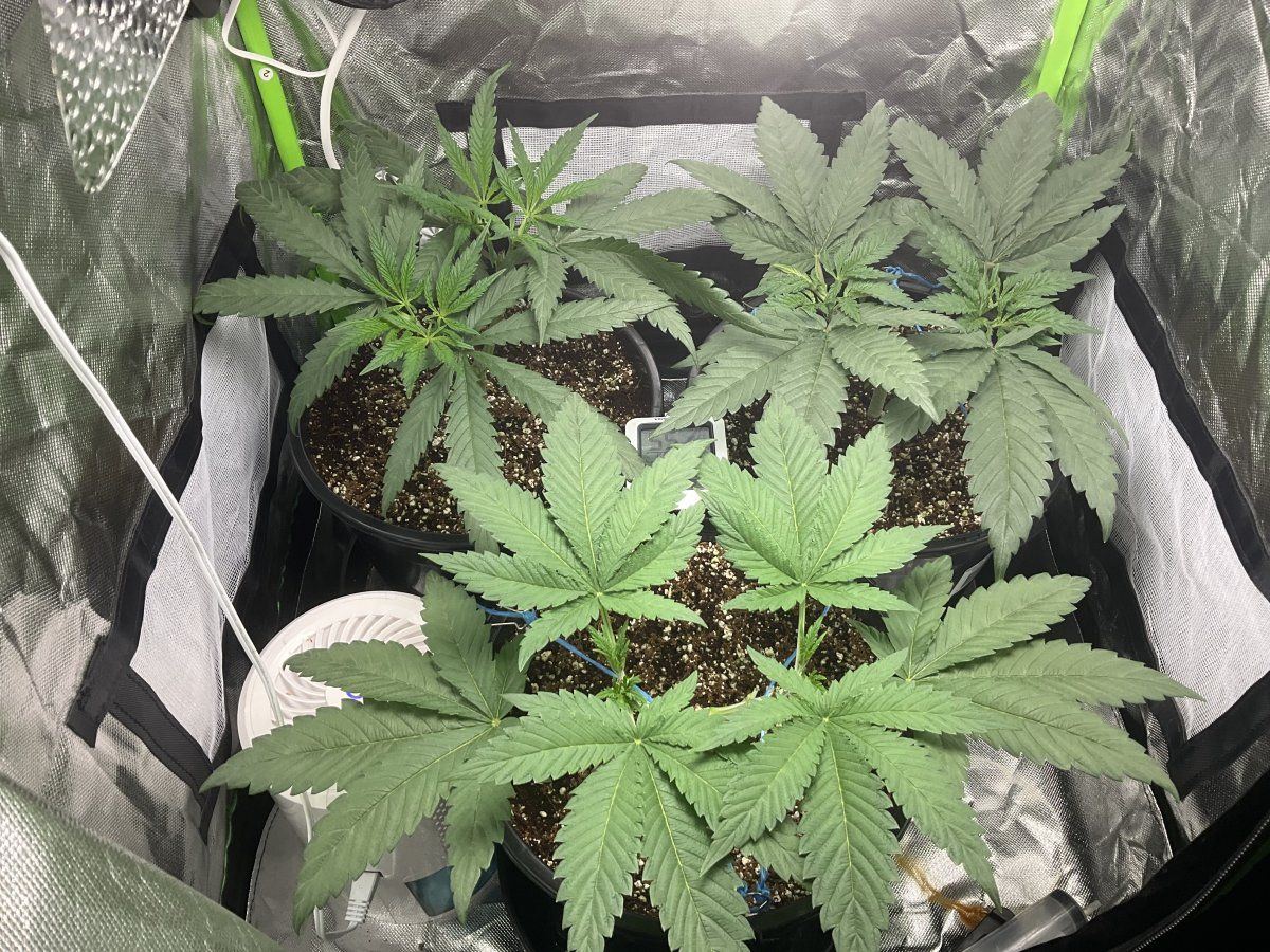 How are they looking farmers 3