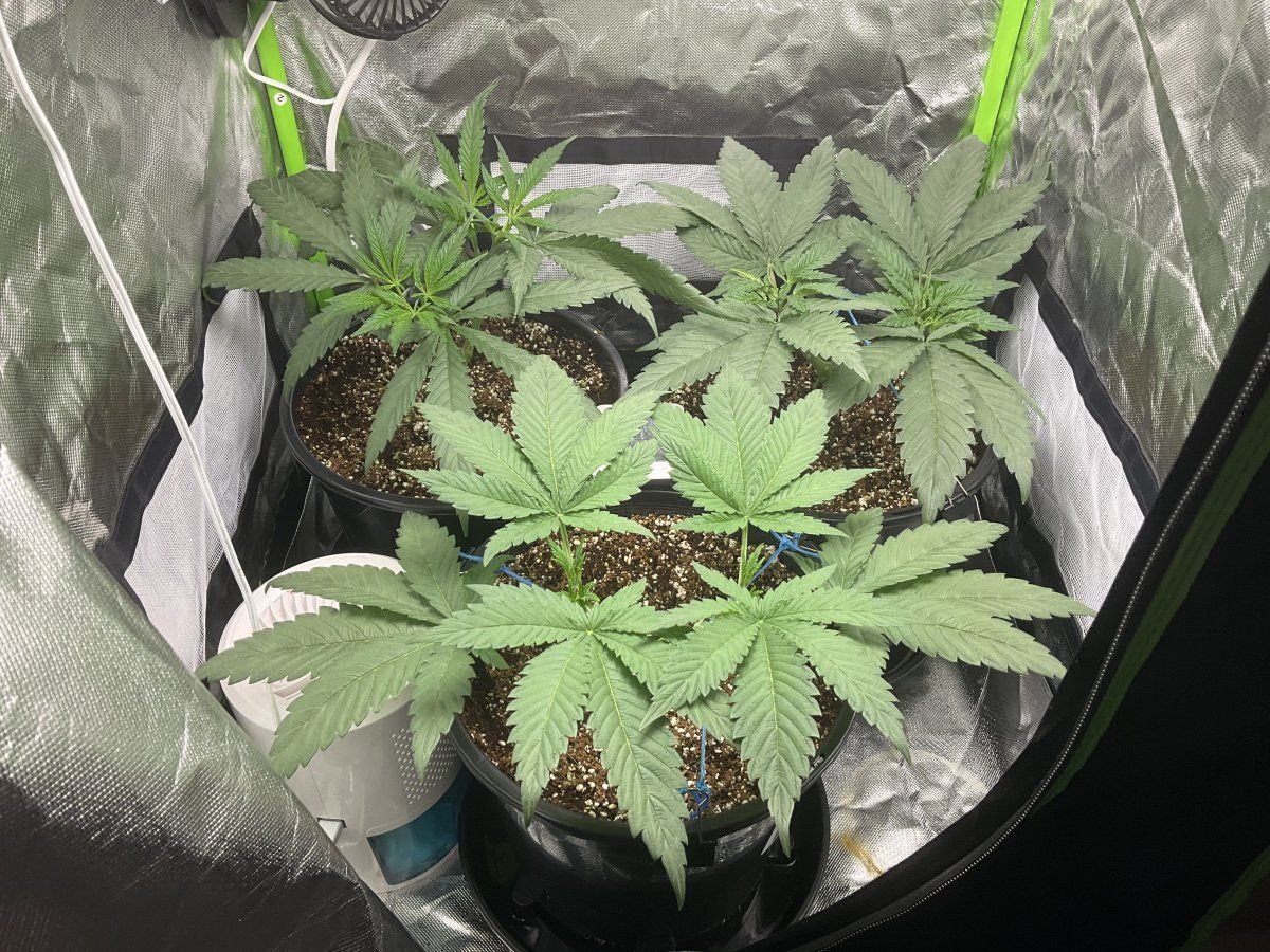 How are they looking farmers 4