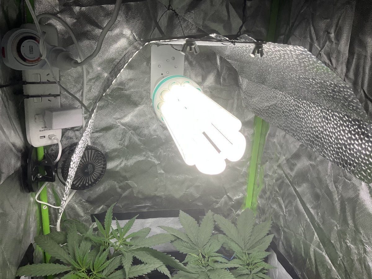 How are they looking farmers 6