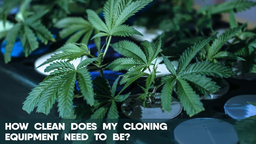 How clean does my cannabis cloning equipment need to be