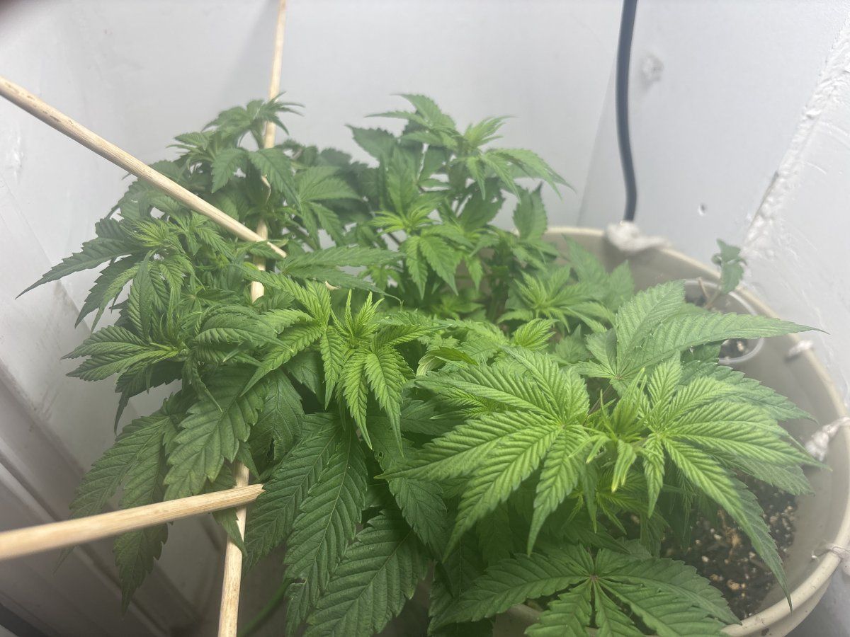 How cooked is this plant 4