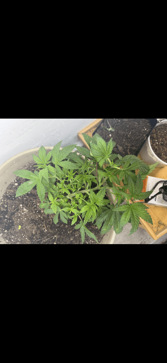 How cooked is this plant 5