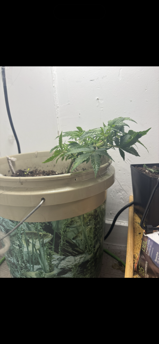 How cooked is this plant 6