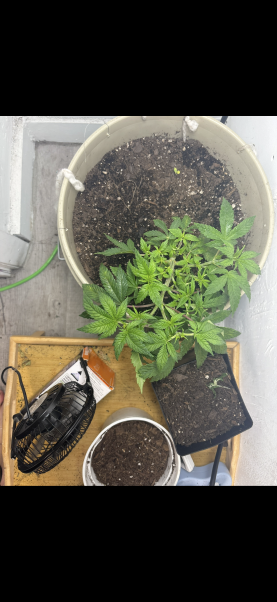 How cooked is this plant 7