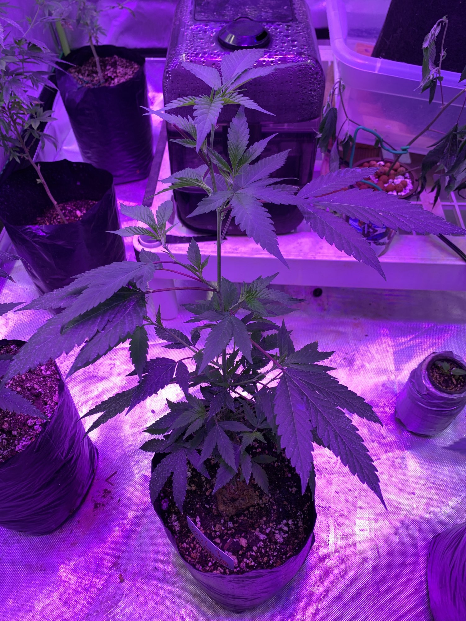 How do i fix my plants 4