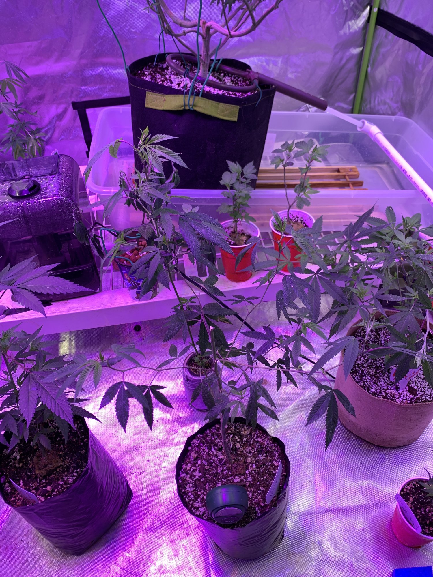 How do i fix my plants 5