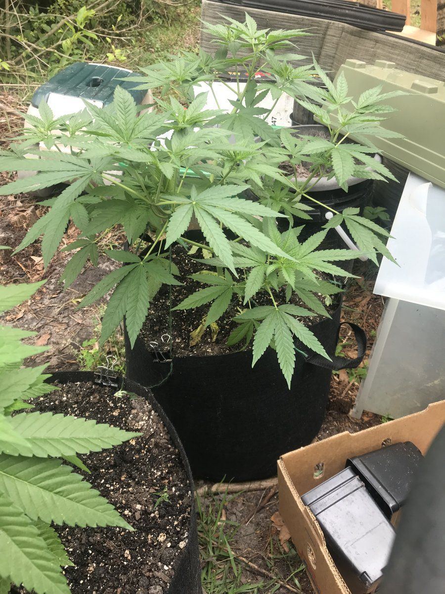 How do i know if enough nutes push to yellowing 4